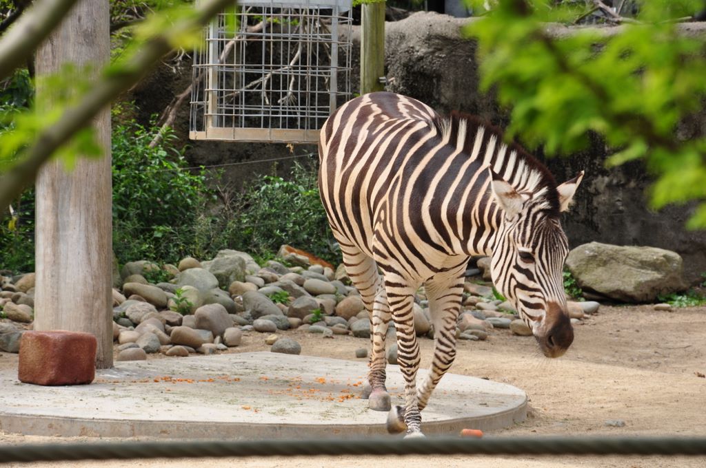 Burchell's Zebra