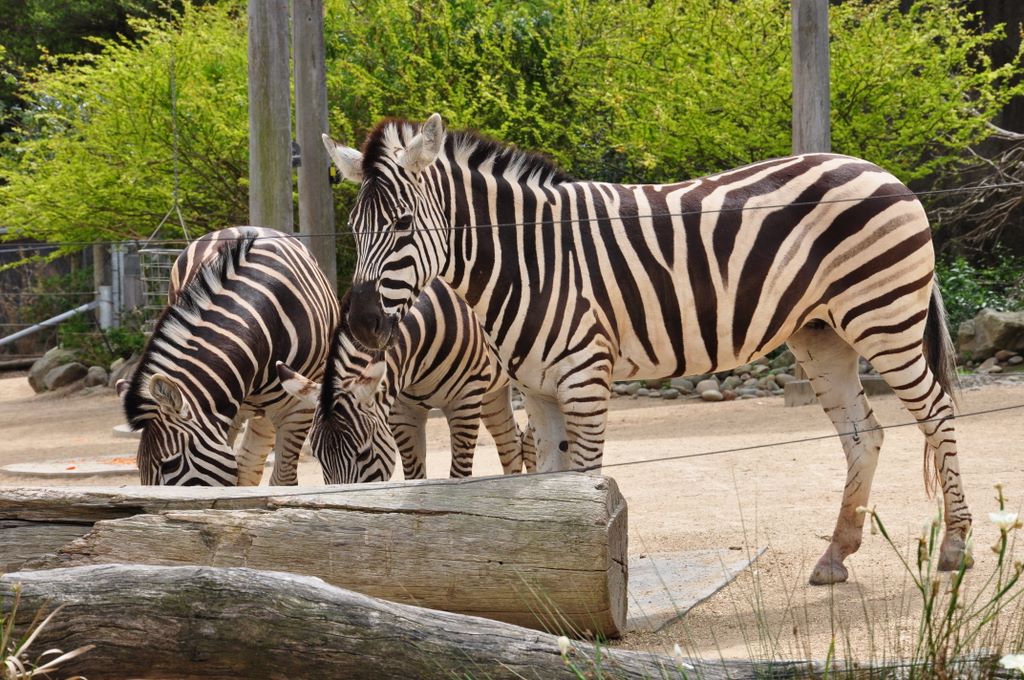 Burchell's Zebra