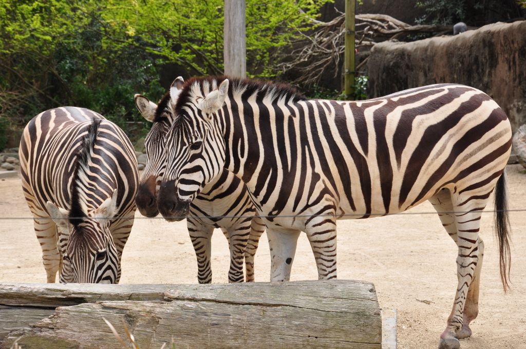 Burchell's Zebra