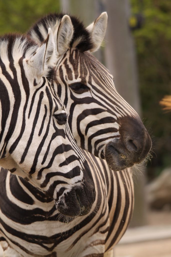 Burchell's Zebra