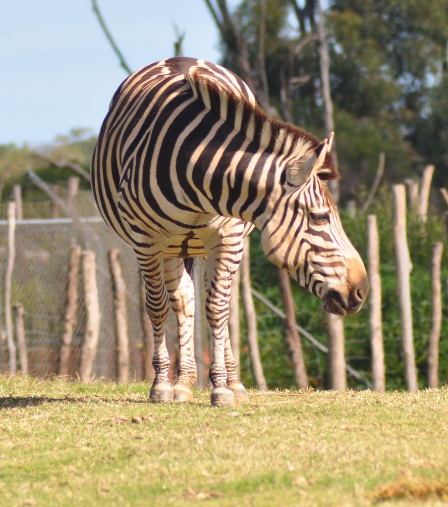 Chapman's Zebra