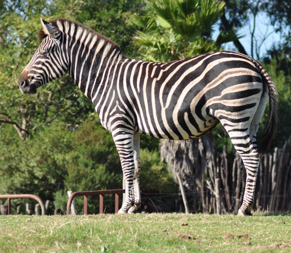 Chapman's Zebra