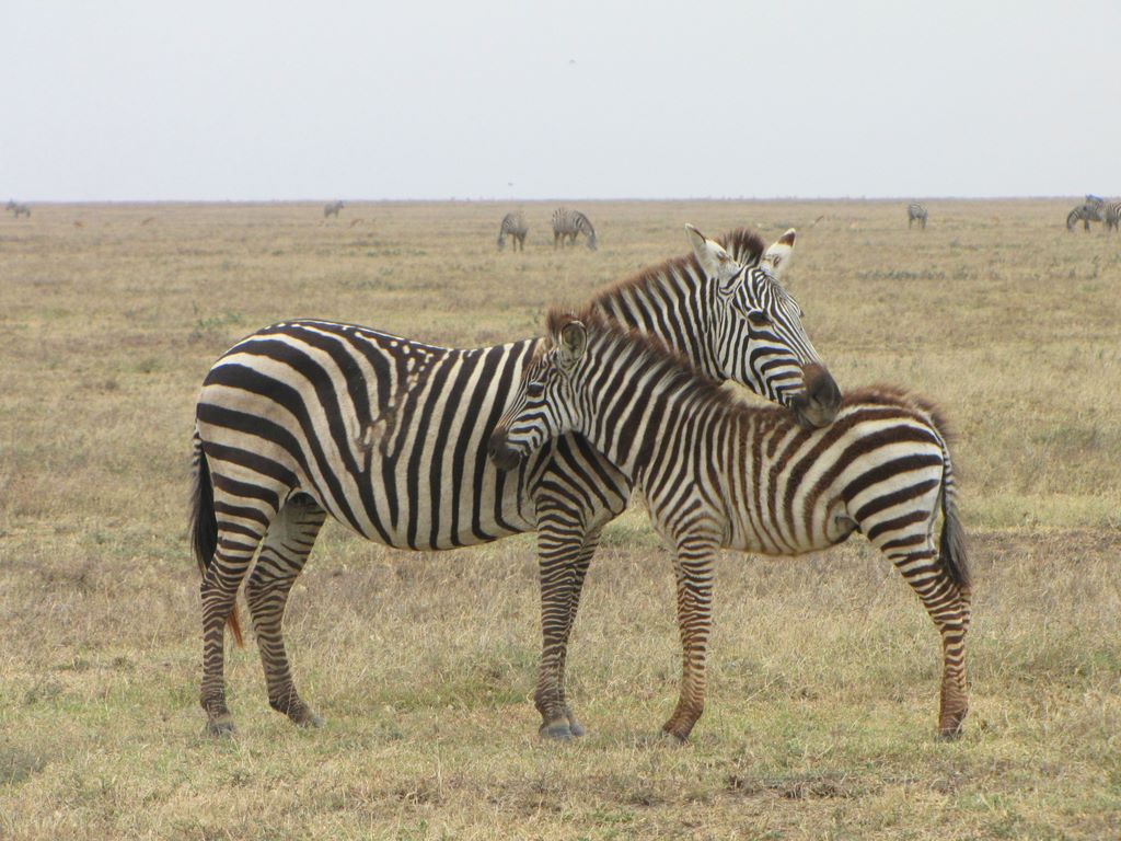 Grant's Zebra