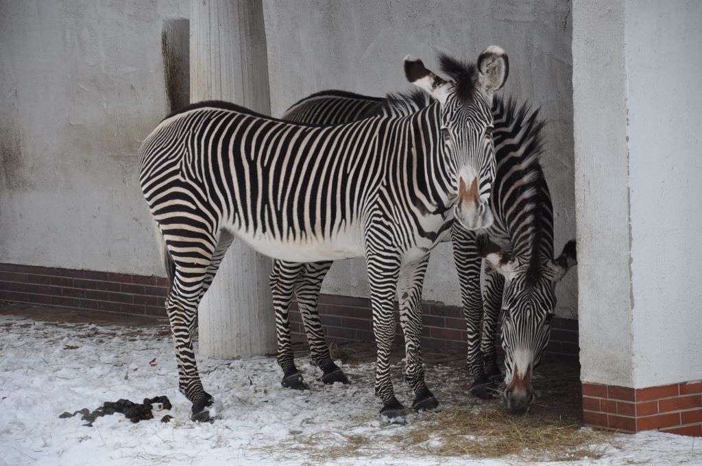Grant's zebra