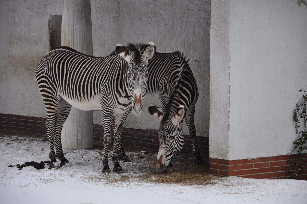 Grant's Zebra