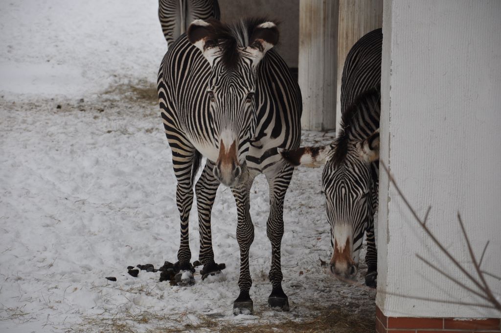Grant's Zebra