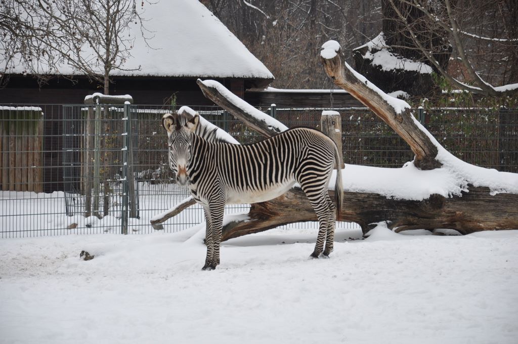 Grant's Zebra