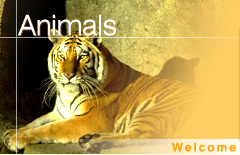 Animal masthead