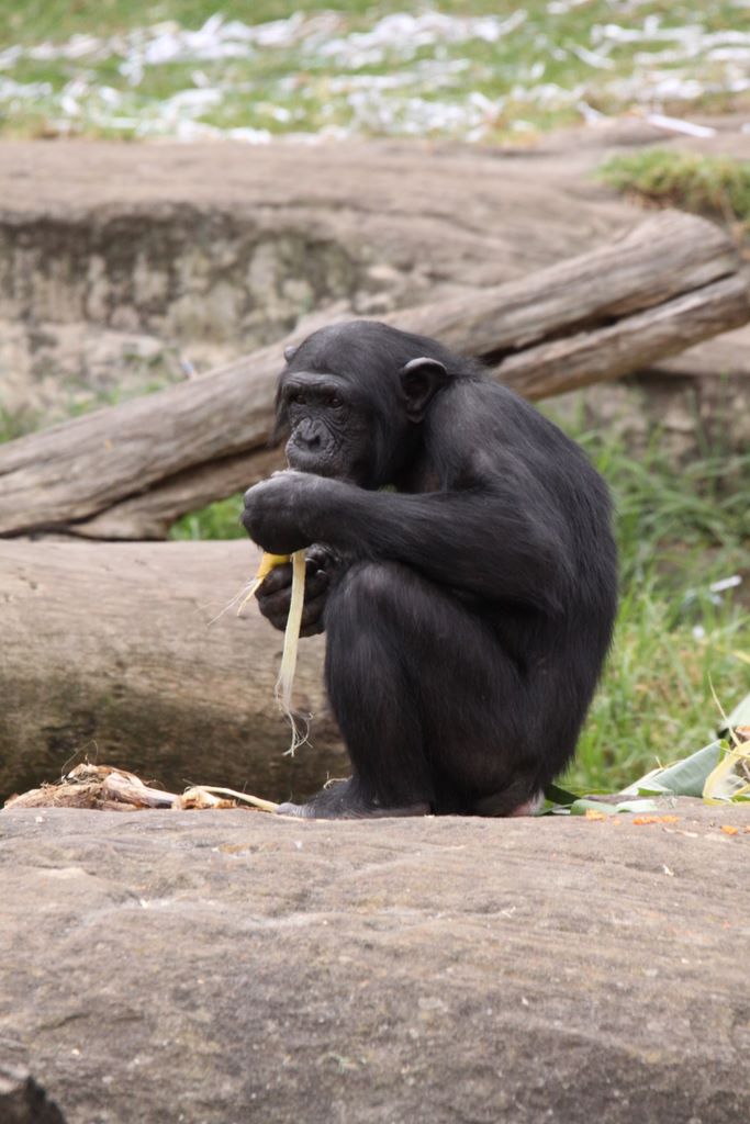 CHIMPANZEES AT TARONGA ZOO