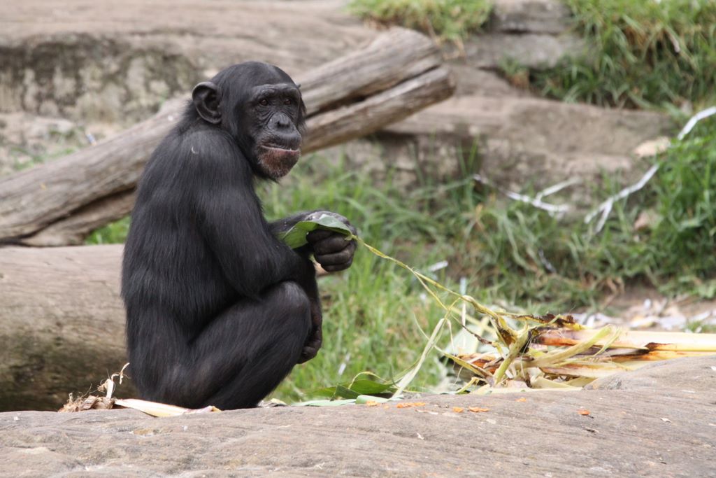 CHIMPANZEES AT TARONGA ZOO
