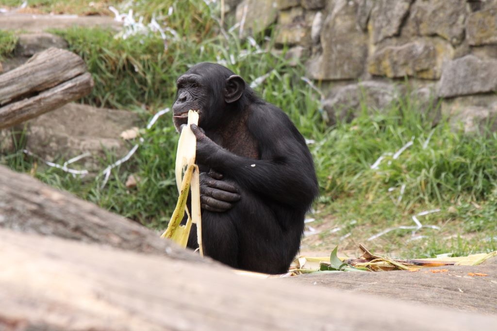 CHIMPANZEES AT TARONGA ZOO