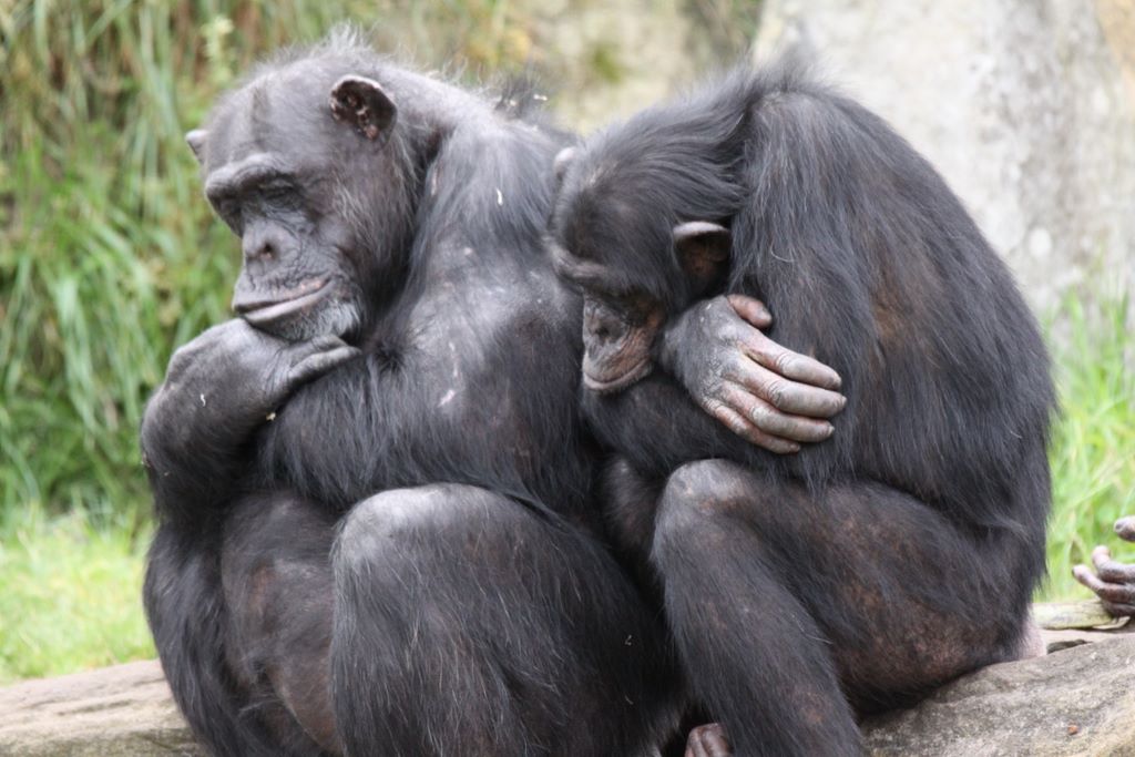 CHIMPANZEES AT TARONGA ZOO