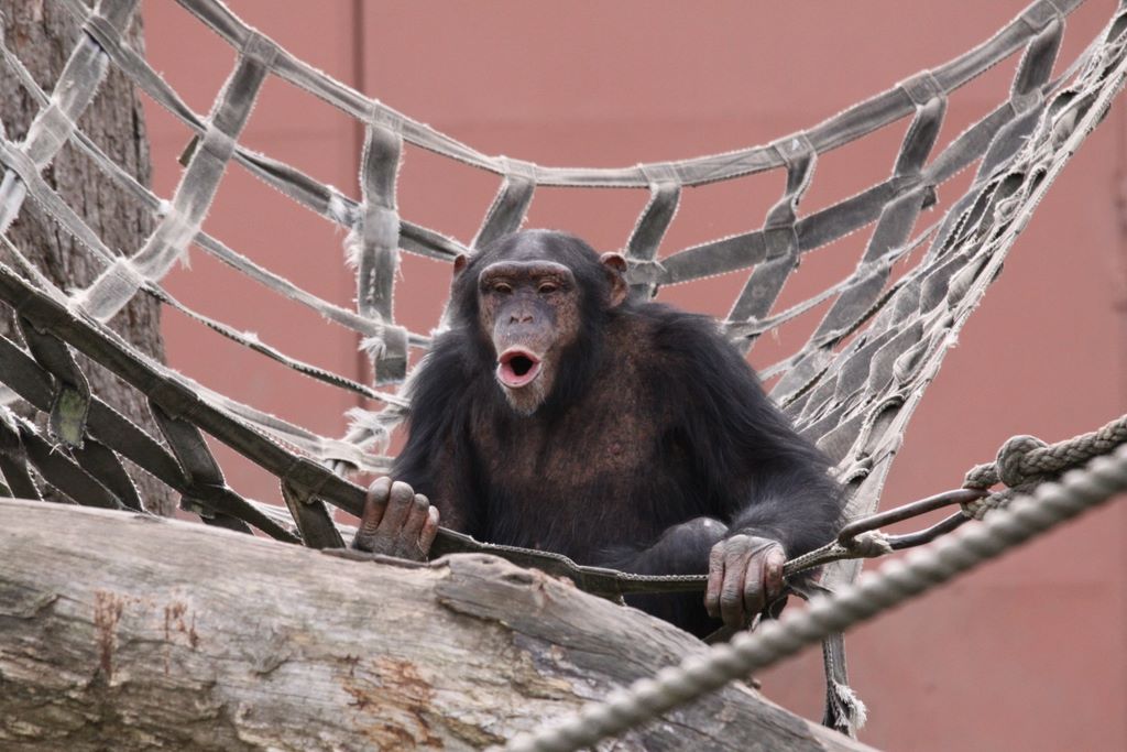CHIMPANZEES AT TARONGA ZOO