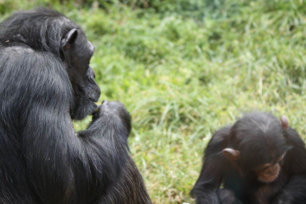 CHIMPANZEES AT TARONGA ZOO