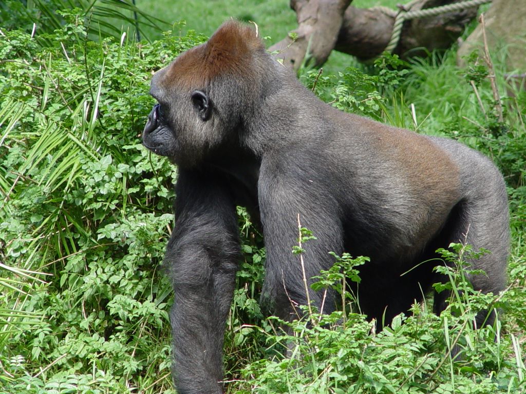 LOWLANDS GORILLA, AT MELBOURNE ZOO, VICTORIA, AUSTRALIA