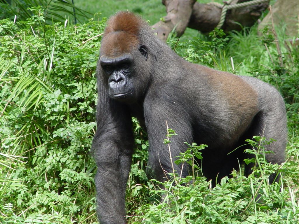 LOWLANDS GORILLA, AT MELBOURNE ZOO, VICTORIA, AUSTRALIA