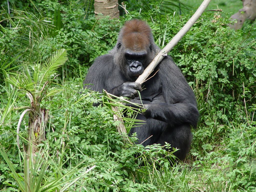LOWLANDS GORILLA, AT MELBOURNE ZOO, VICTORIA, AUSTRALIA