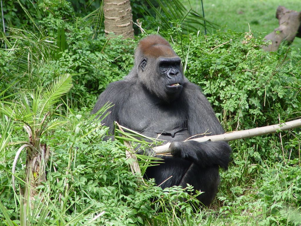 LOWLANDS GORILLA, AT MELBOURNE ZOO, VICTORIA, AUSTRALIA