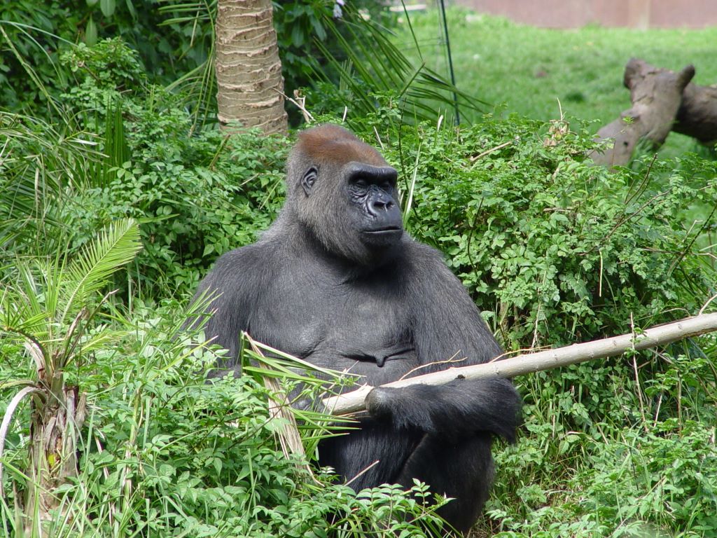 LOWLANDS GORILLA, AT MELBOURNE ZOO, VICTORIA, AUSTRALIA