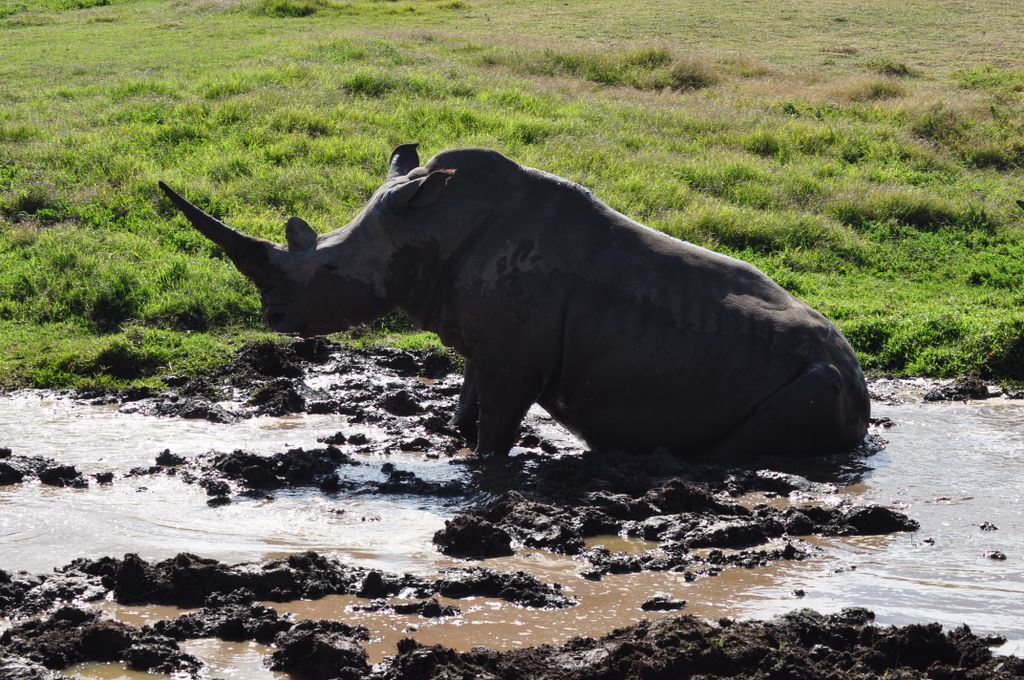 &nbsp;Rhinoceros