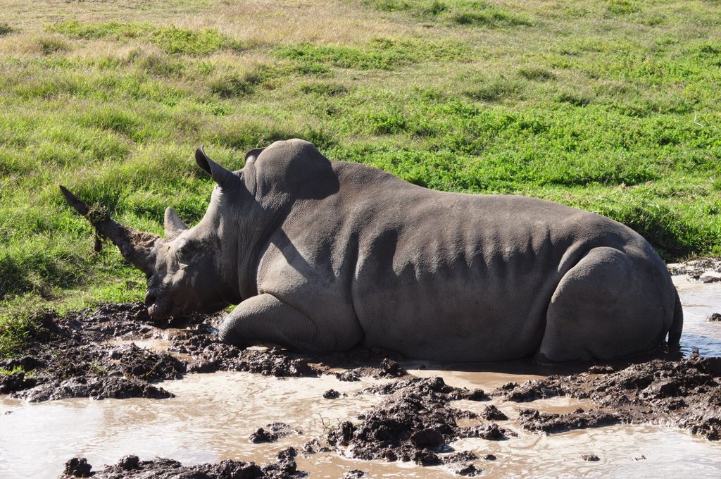 &nbsp;Rhinoceros