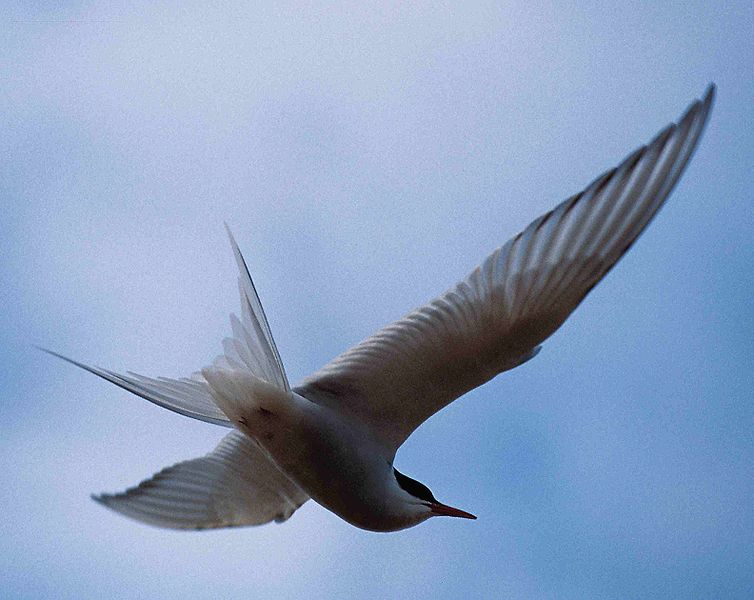 Arctic tern