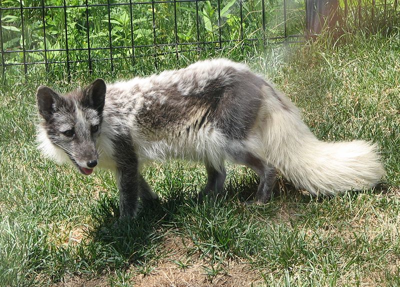 Arctic fox, white fox, polar fox or snow fox.