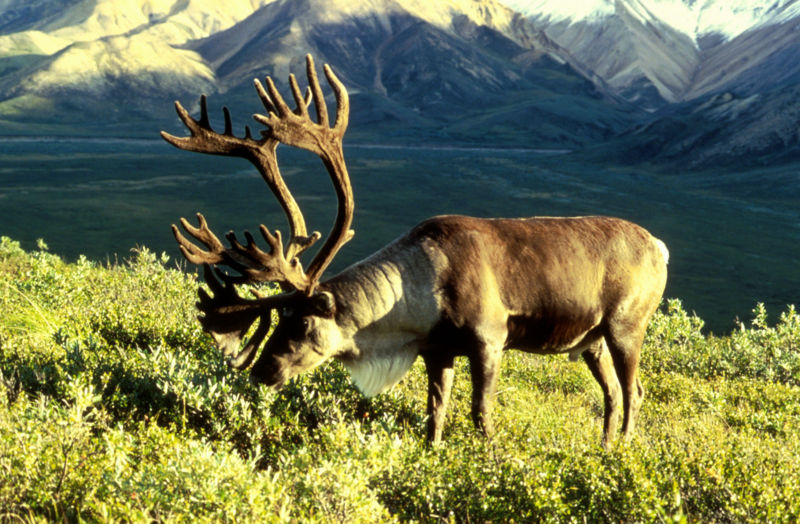Caribou or reindeer Caribou or reindeer
