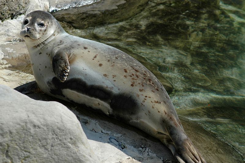 Common Seal or harbour seal