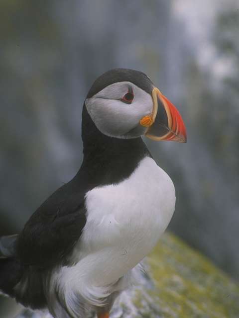 Atlantic Puffin
