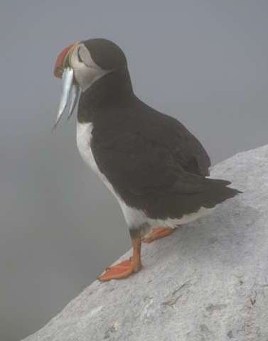 Atlantic Puffin