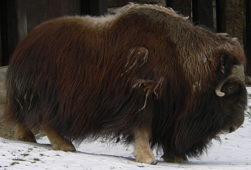 Muskox